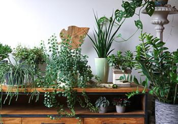 How To Move Your Plants