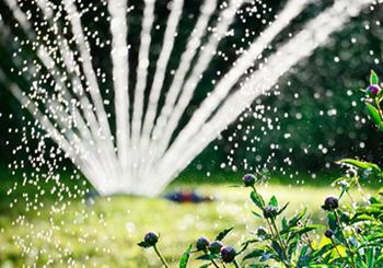 Save Water In Your Garden