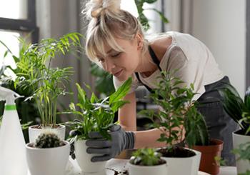 Start an Indoor Garden This Fall