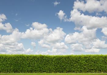 Growing a Privacy Hedge