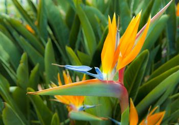 Garden Sculpture for a Rancho Santa Fe Home