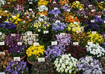 88th Annual Coronado Flower Show