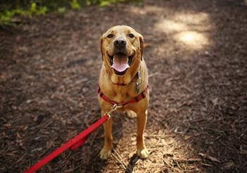 Rancho Santa Fe is a Haven for Man’s Best Friend