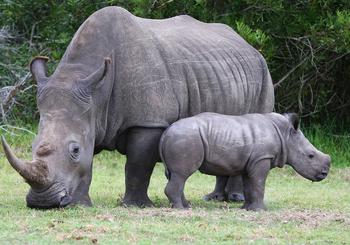 Learn About Rhinos Near Lincoln Park Homes