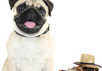 10 Tips For Moving With Pets