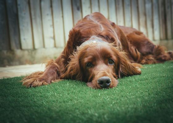 How To Have a Dog-Friendly Yard