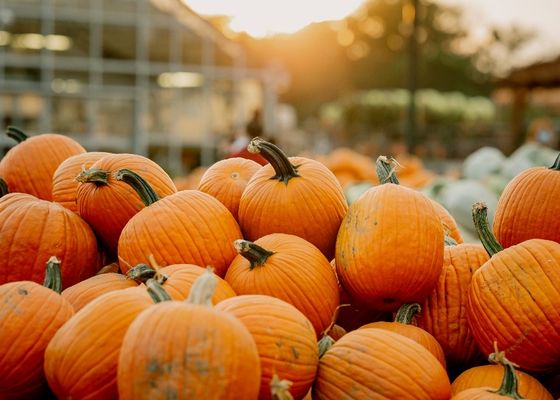 14 Philly-Area Farms Where You Can Pick Pumpkins This Fall