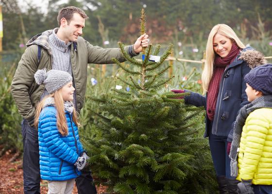 Cut Your Christmas Tree at These Philadelphia Suburbs Farms