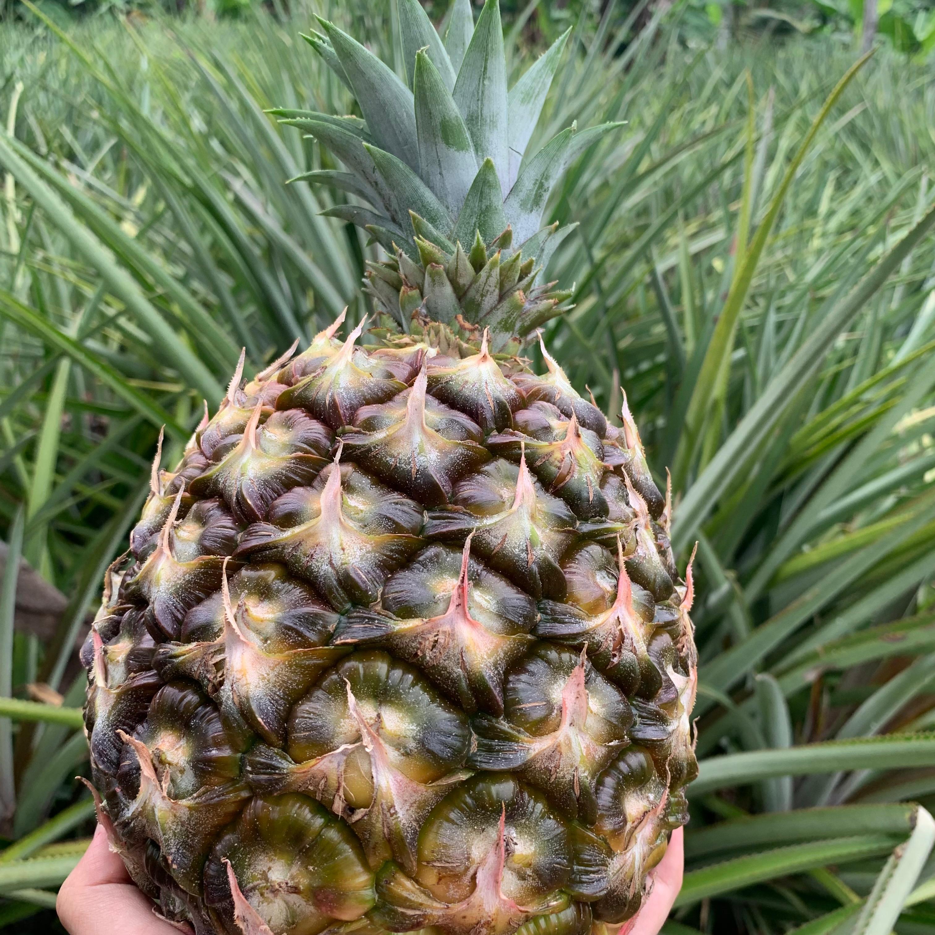Piña Perolera