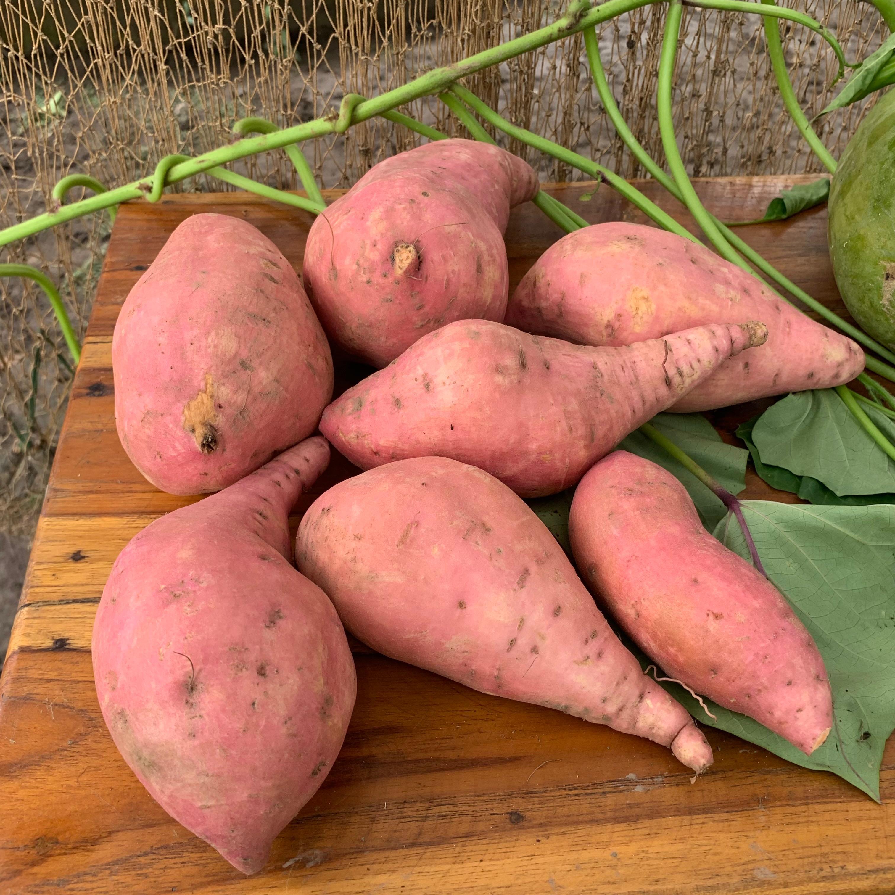 Batata