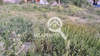 Image 6 of 8