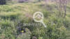 Image 4 of 8