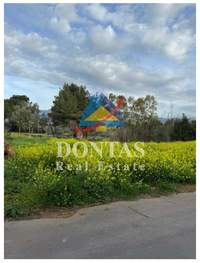 תמונת קיפיסיה, אתונה למכירה (2)