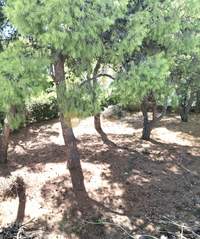 תמונת בית, אכרניס למכירה (4)