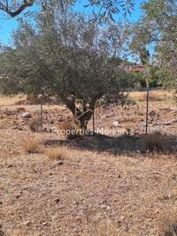 תמונת שטח חקלאי, אנאוויסוס, סרוניקוס, אתונה למכירה (4)