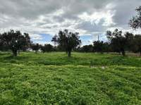 Festos, Crete for sale