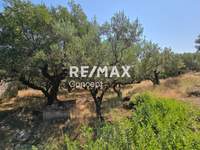 תמונת מגרש, רשות מקומית זקינתוס למכירה (2)