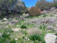 תמונת מגרש, קאריסטוס, אוויה למכירה (3)