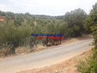 תמונת שטח חקלאי, איגאליאה, פלופונס למכירה (4)