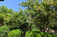 תמונת מגרש, מרוסי למכירה (2)