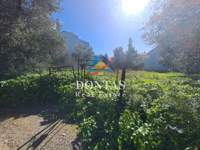 תמונת קיפיסיה, אתונה למכירה (2)