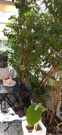 תמונת נאה סימרני, אתונה למכירה (4)