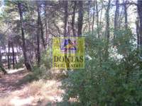 תמונת מגרש, דיוניסוס למכירה (2)