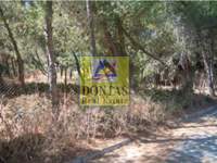 תמונת מגרש, דיוניסוס למכירה (1)