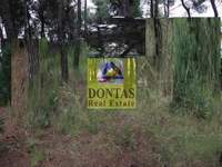 תמונת מגרש, דיוניסוס למכירה (4)