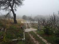 תמונת בית, פיאניה למכירה (3)