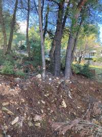 תמונת מגרש, דיוניסוס למכירה (2)