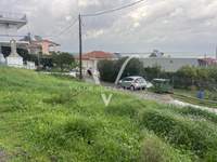 תמונת מסיני, פלופונס למכירה (2)