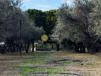 תמונת בית, כלקיס (צפון), אוויה למכירה (4)