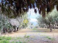 תמונת בית, כלקיס (צפון), אוויה למכירה (3)