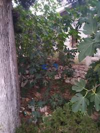 תמונת אפוקורנס, כרתים למכירה
