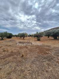 תמונת שטח חקלאי, סרוניקוס, אתונה למכירה (4)