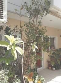 תמונת דירה, נאה סימרני, אתונה למכירה (1)