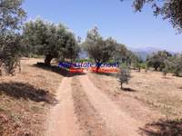 תמונת שטח חקלאי, איגאליאה, פלופונס למכירה (3)