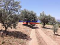 תמונת שטח חקלאי, איגאליאה, פלופונס למכירה (2)