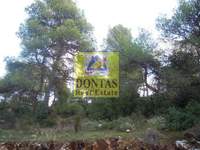 תמונת מגרש, דיוניסוס למכירה (1)