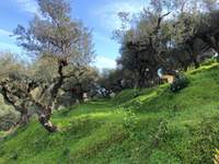 תמונת זקינתוס למכירה (4)