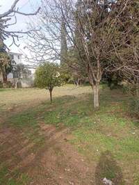 תמונת מגרש, גליקה נרה, אתונה למכירה (3)