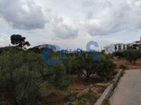 תמונת מגרש, אפוקורנס למכירה (3)