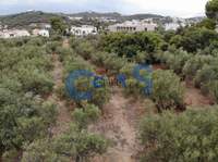 תמונת מגרש, אפוקורנס למכירה (2)