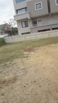 תמונת פלטניאס למכירה (2)