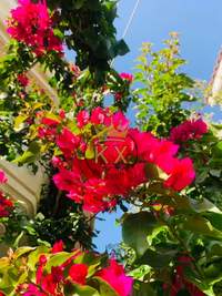 תמונת בית, נאה קיפיסיה, קיפיסיה, אתונה למכירה (3)