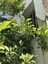 תמונת בית, אכרניס למכירה (1)