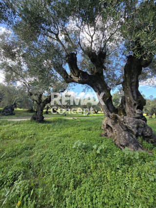 תמונת זקינתוס למכירה