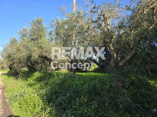 Zakynthos for sale