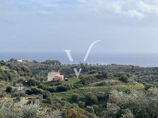 תמונת פילוס ונסטור, פלופונס למכירה